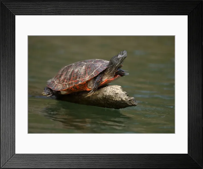 Framed Print : Picture No. 11806865 Framed Print : Picture No. 11806865