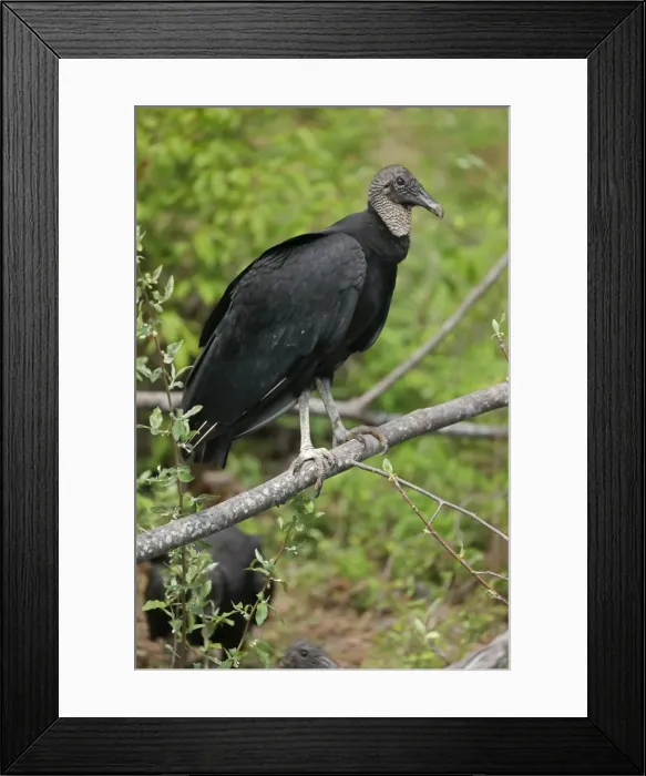 Framed Print : Picture No. 11806866 Framed Print : Picture No. 11806866