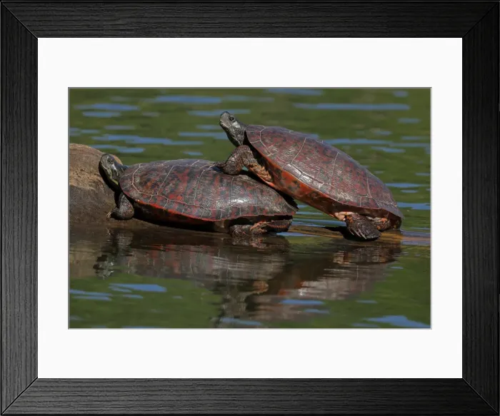 Framed Print : Picture No. 11806867 Framed Print : Picture No. 11806867