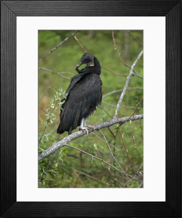 Framed Print : Picture No. 11806868 Framed Print : Picture No. 11806868