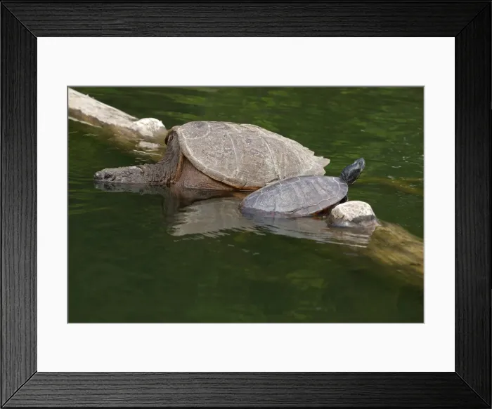 Framed Print : Picture No. 11806869 Framed Print : Picture No. 11806869