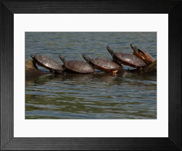 Framed Print : Picture No. 11806870 Framed Print : Picture No. 11806870