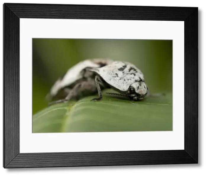 Framed Print : Picture No. 11806872 Framed Print : Picture No. 11806872