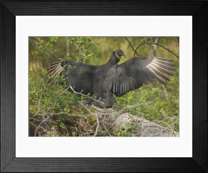 Framed Print : Picture No. 11806871 Framed Print : Picture No. 11806871