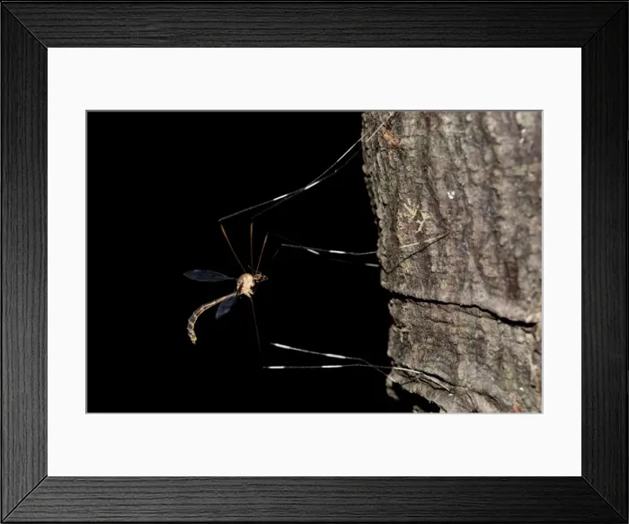Framed Print : Picture No. 11806874 Framed Print : Picture No. 11806874