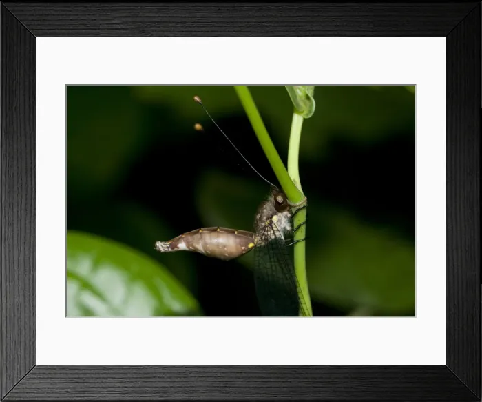 Framed Print : Picture No. 11806873 Framed Print : Picture No. 11806873