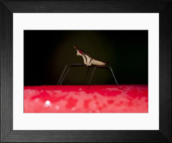 Framed Print : Picture No. 11806875 Framed Print : Picture No. 11806875