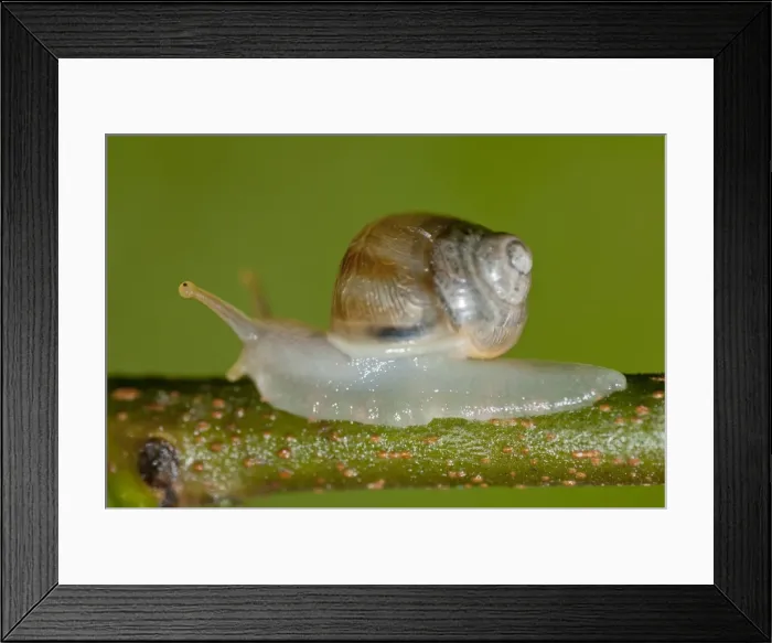 Framed Print : Picture No. 11806876 Framed Print : Picture No. 11806876