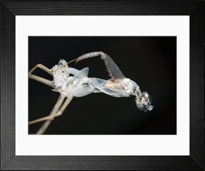 Framed Print : Picture No. 11806877 Framed Print : Picture No. 11806877