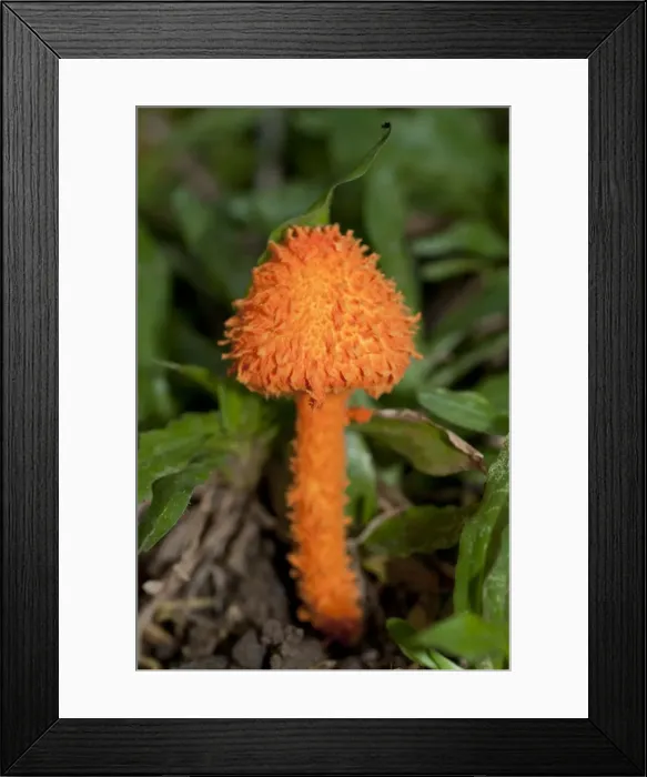 Framed Print : Picture No. 11806879 Framed Print : Picture No. 11806879