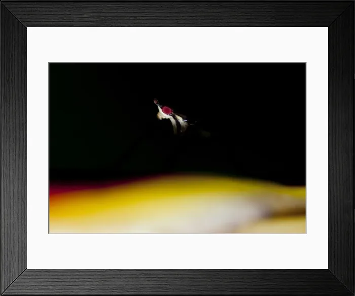 Framed Print : Picture No. 11806880 Framed Print : Picture No. 11806880