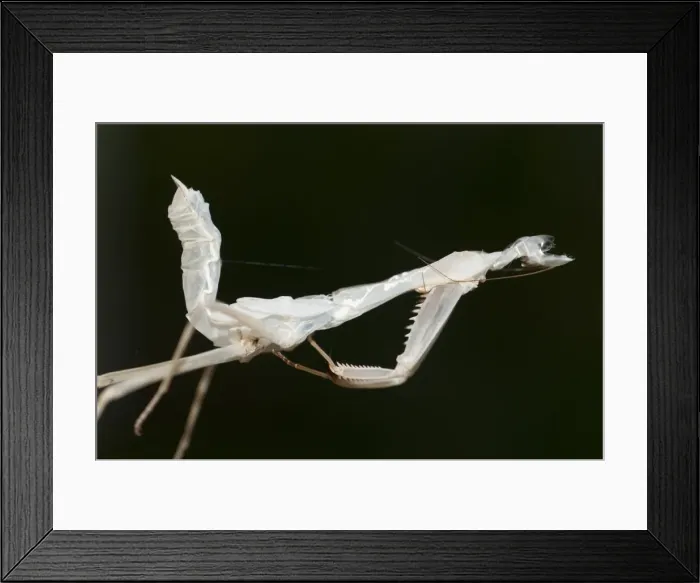 Framed Print : Picture No. 11806878 Framed Print : Picture No. 11806878