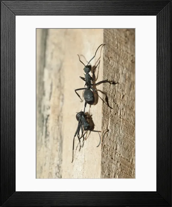 Framed Print : Picture No. 11806882 Framed Print : Picture No. 11806882