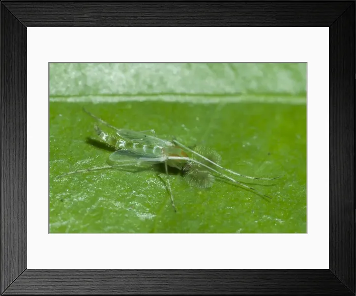 Framed Print : Picture No. 11806883 Framed Print : Picture No. 11806883