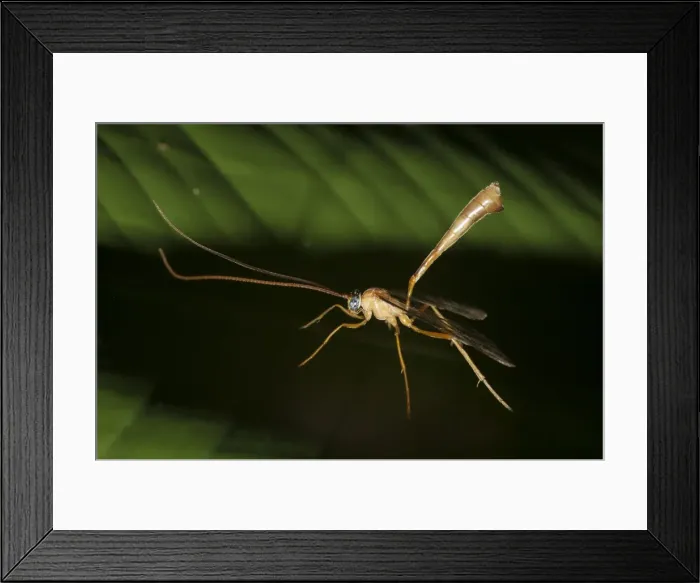 Framed Print : Picture No. 11806884 Framed Print : Picture No. 11806884