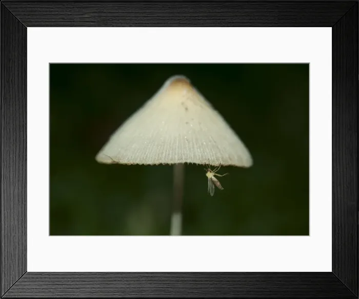 Framed Print : Picture No. 11806885 Framed Print : Picture No. 11806885