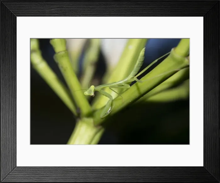Framed Print : Picture No. 11806887 Framed Print : Picture No. 11806887