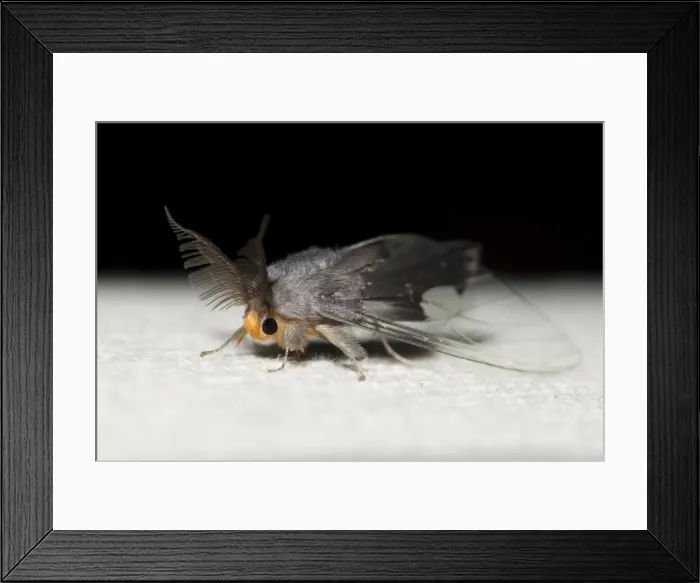 Framed Print : Picture No. 11806886 Framed Print : Picture No. 11806886