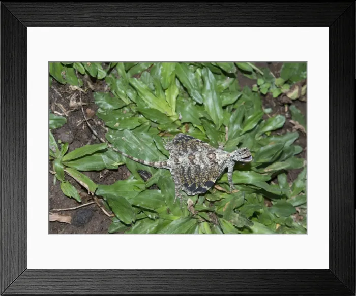 Framed Print : Picture No. 11806888 Framed Print : Picture No. 11806888