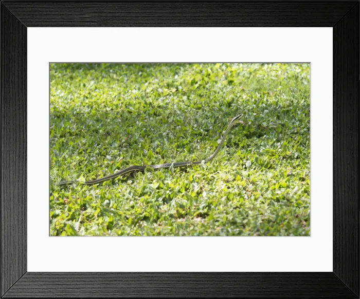 Framed Print : Picture No. 11806890 Framed Print : Picture No. 11806890