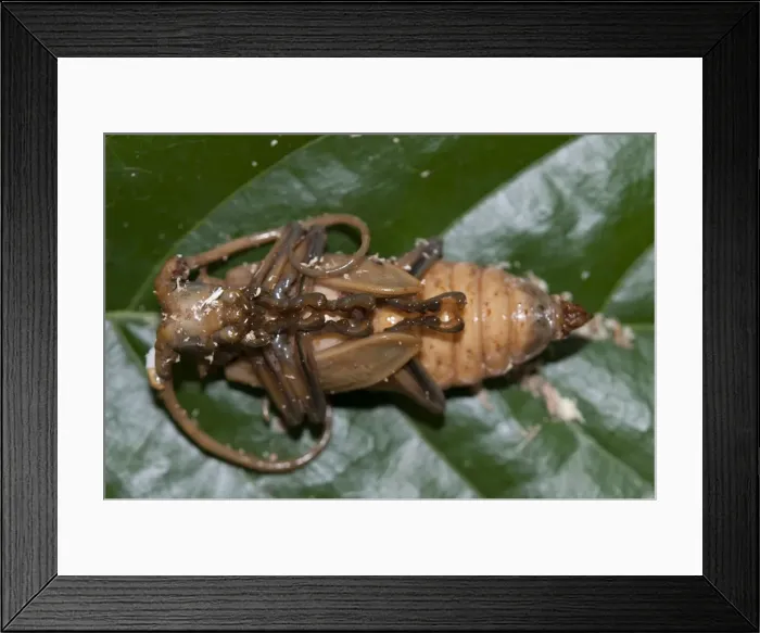 Framed Print : Picture No. 11806891 Framed Print : Picture No. 11806891