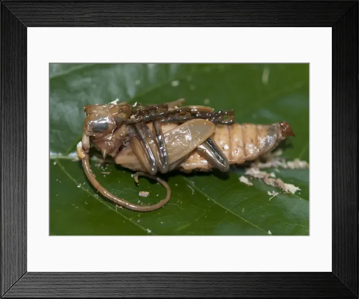 Framed Print : Picture No. 11806892 Framed Print : Picture No. 11806892
