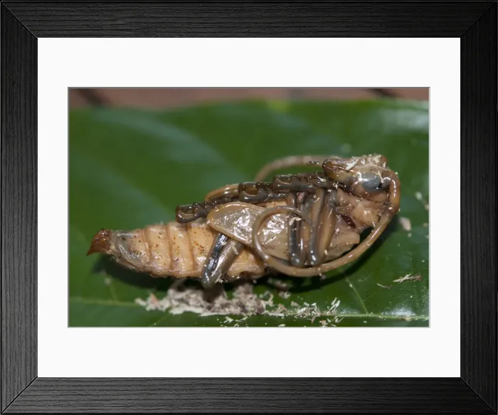 Framed Print : Picture No. 11806893 Framed Print : Picture No. 11806893