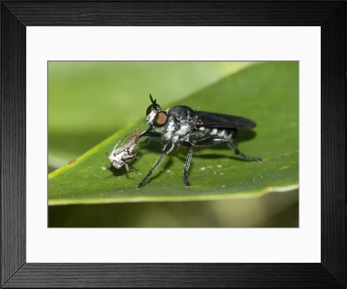 Framed Print : Picture No. 11806894 Framed Print : Picture No. 11806894