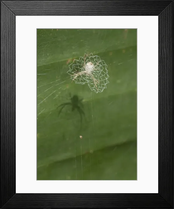 Framed Print : Picture No. 11806895 Framed Print : Picture No. 11806895