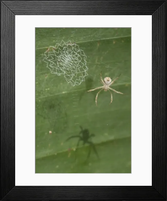 Framed Print : Picture No. 11806896 Framed Print : Picture No. 11806896
