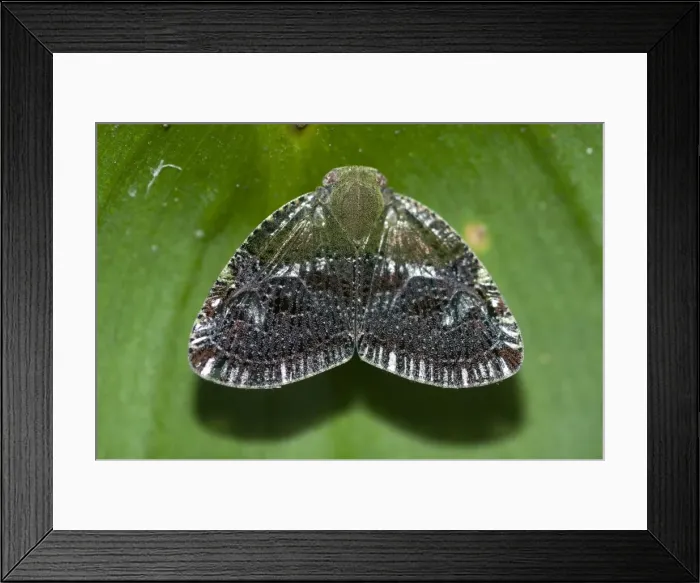 Framed Print : Picture No. 11806897 Framed Print : Picture No. 11806897