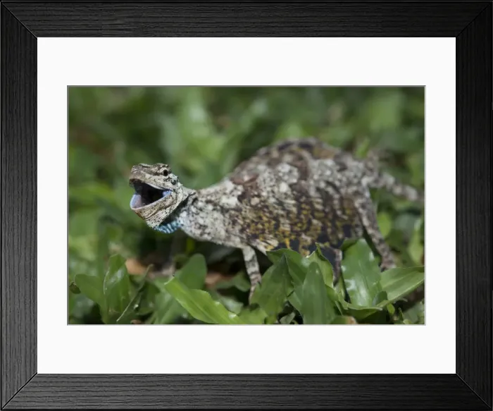 Framed Print : Picture No. 11806889 Framed Print : Picture No. 11806889