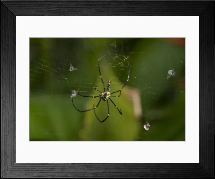 Framed Print : Picture No. 11806899 Framed Print : Picture No. 11806899
