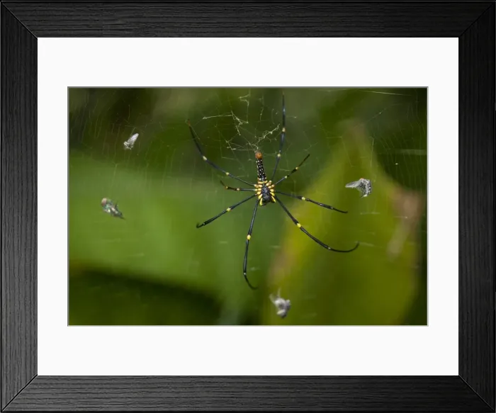 Framed Print : Picture No. 11806900 Framed Print : Picture No. 11806900