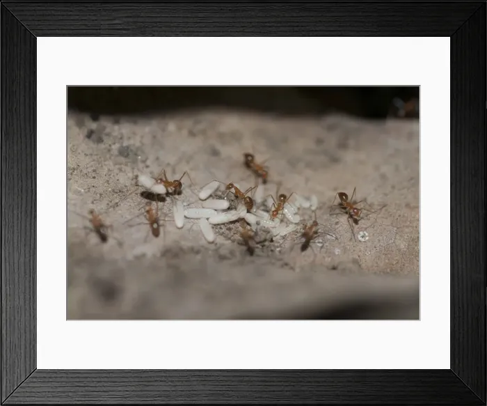 Framed Print : Picture No. 11806898 Framed Print : Picture No. 11806898
