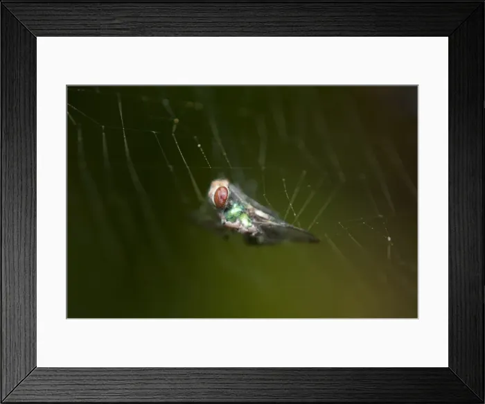 Framed Print : Picture No. 11806901 Framed Print : Picture No. 11806901