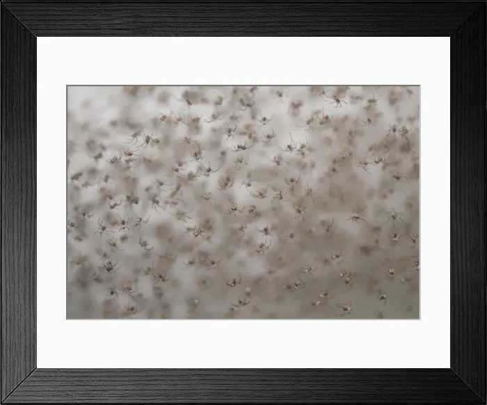 Framed Print : Picture No. 11806903 Framed Print : Picture No. 11806903