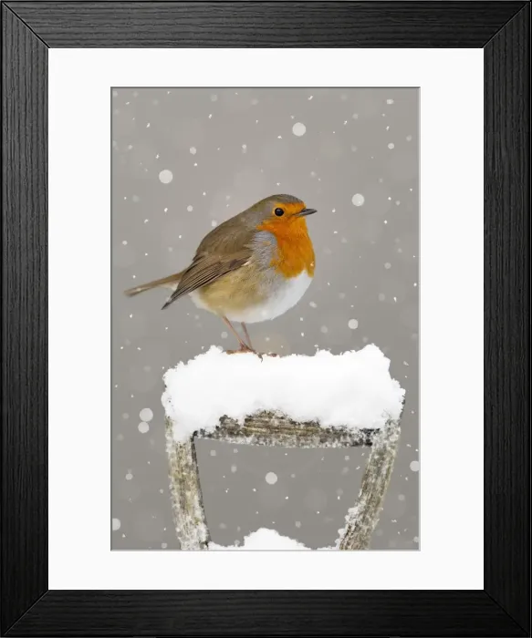 Framed Print : Picture No. 11806904 Framed Print : Picture No. 11806904