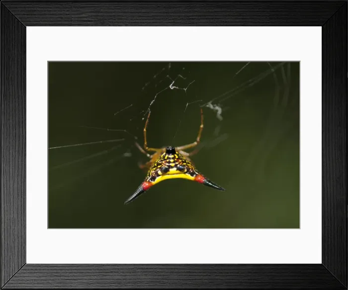 Framed Print : Picture No. 11806902 Framed Print : Picture No. 11806902