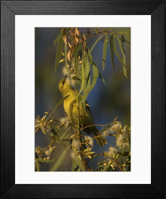 Framed Print : Picture No. 11806906 Framed Print : Picture No. 11806906
