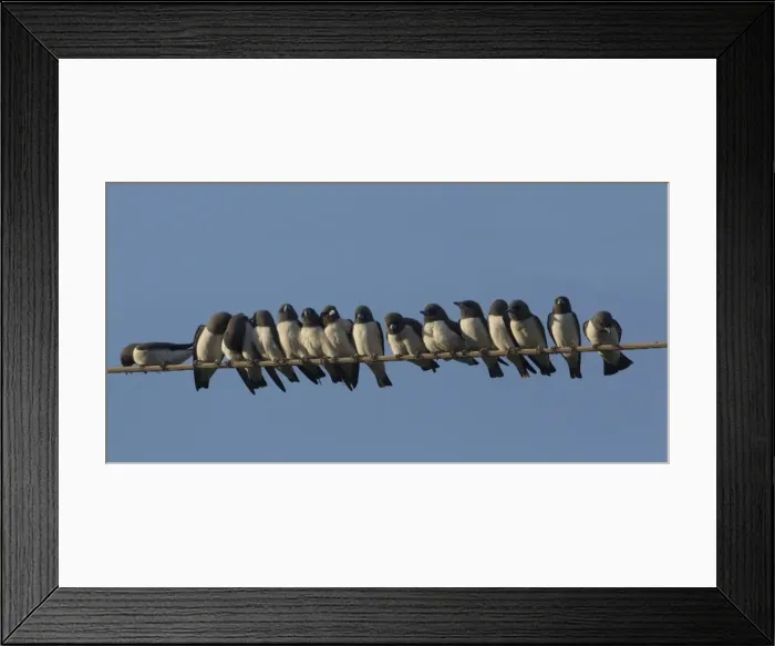 Framed Print : Picture No. 11806909 Framed Print : Picture No. 11806909