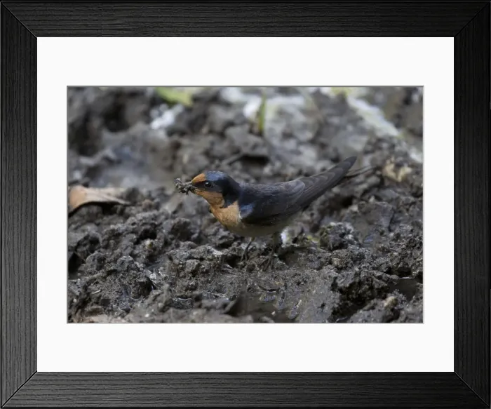 Framed Print : Picture No. 11806910 Framed Print : Picture No. 11806910