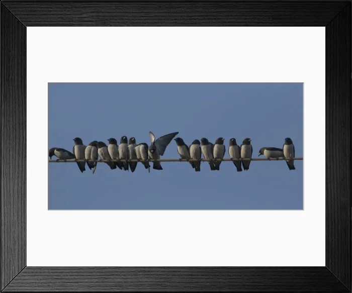 Framed Print : Picture No. 11806908 Framed Print : Picture No. 11806908