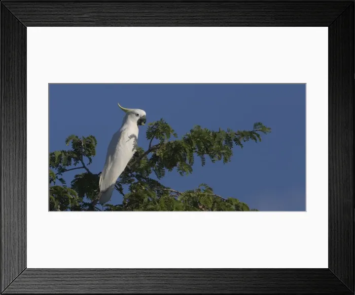 Framed Print : Picture No. 11806912 Framed Print : Picture No. 11806912