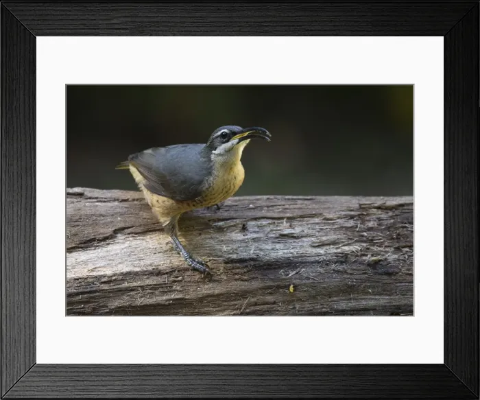 Framed Print : Picture No. 11806911 Framed Print : Picture No. 11806911