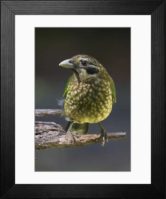 Framed Print : Picture No. 11806914 Framed Print : Picture No. 11806914