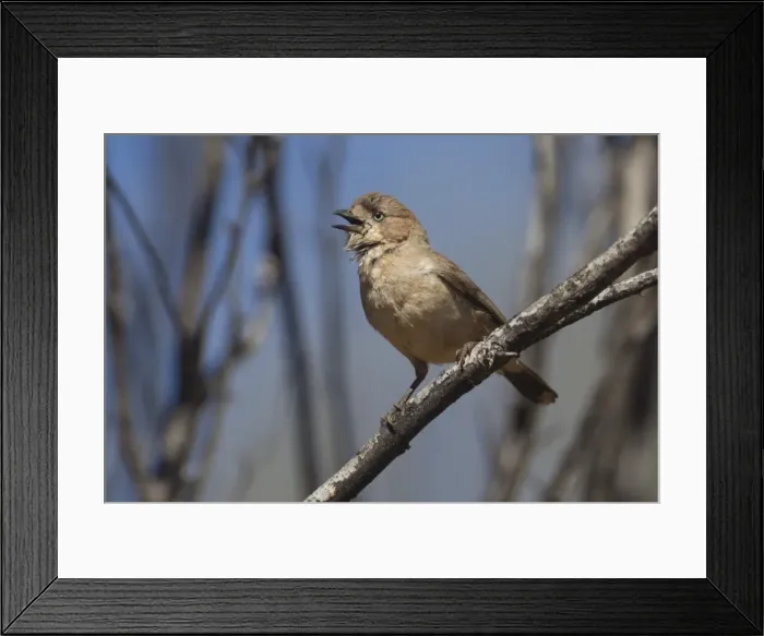 Framed Print : Picture No. 11806916