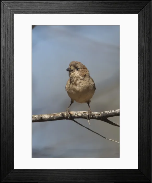 Framed Print : Picture No. 11806915 Framed Print : Picture No. 11806915
