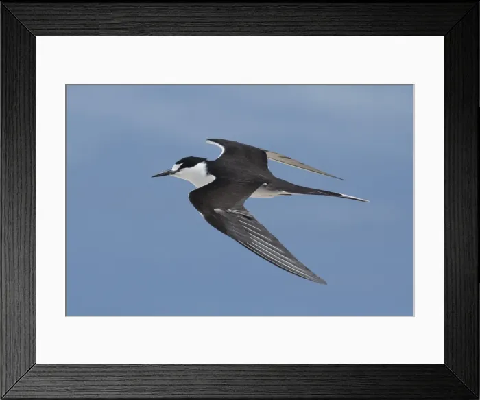 Framed Print : Picture No. 11806919 Framed Print : Picture No. 11806919