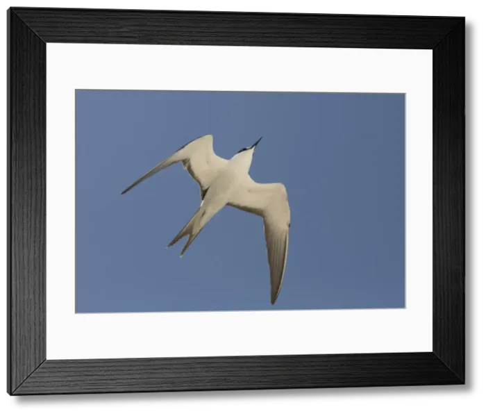 Framed Print : Picture No. 11806917 Framed Print : Picture No. 11806917
